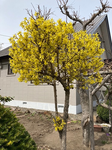 黄色く色づいたレンギョウの木