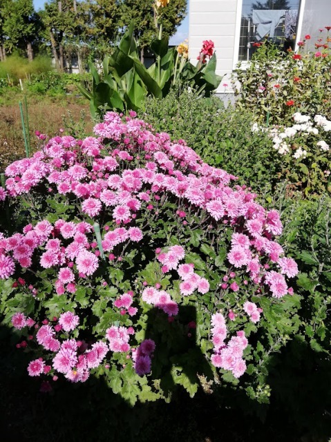 庭に咲く菊の花ピンク