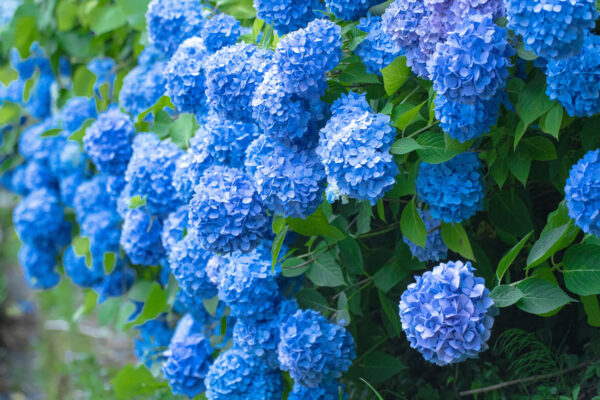 紫陽花※イメージ